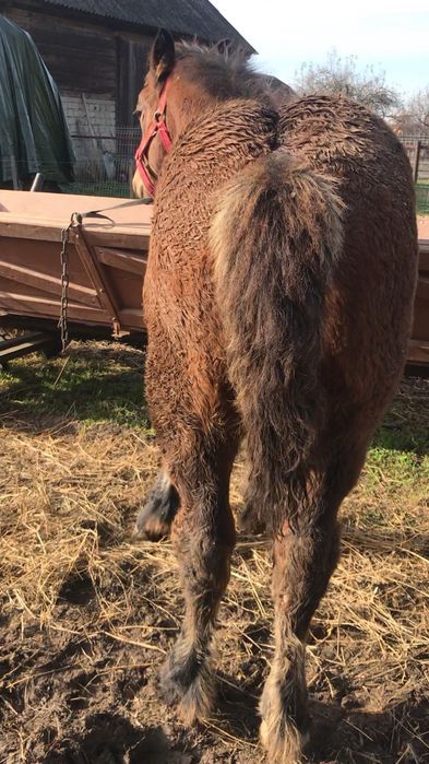 mânz de 5 luni de vanzare