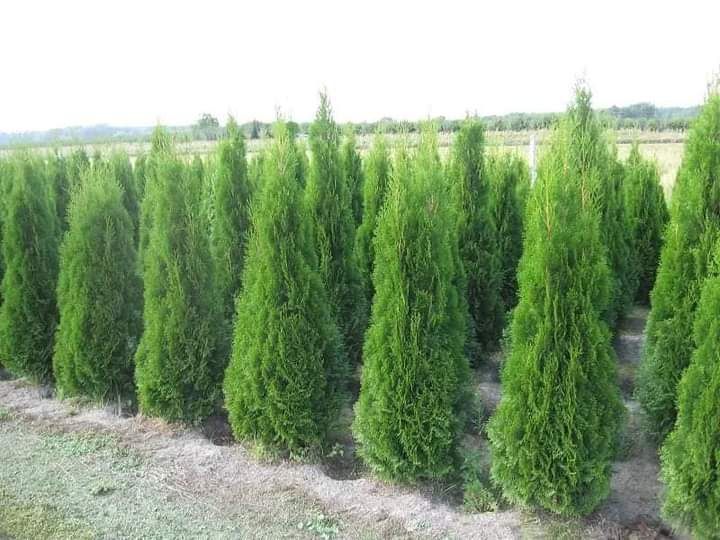 Plante ornamentale pon pon Ylex buxus glob pe tija leilandi brazi argi
