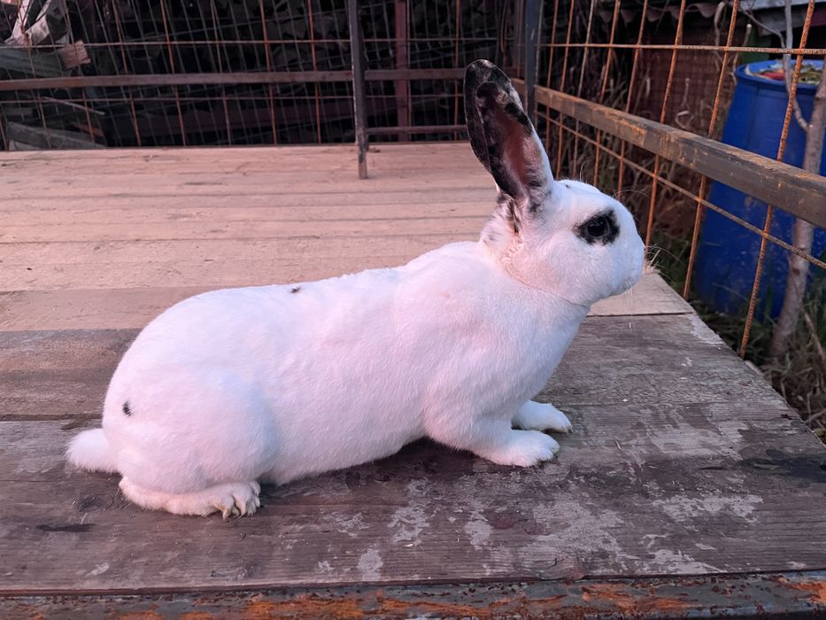 Vand iepuri berbec german pitic galben/rex tricolor/californian