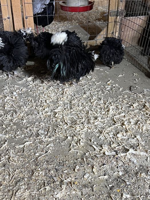 Vand familie de Motata Olamdeza