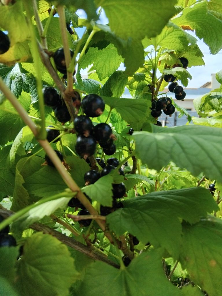 Продажа вишни домашней