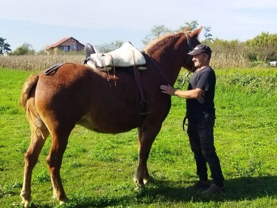 Iapă de vânzare, 4 ani