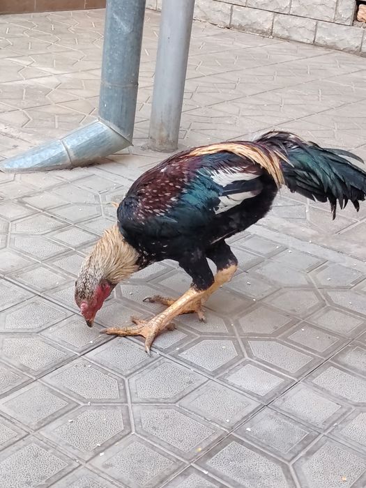 Boboqi dakan horoz tovu sotiladi