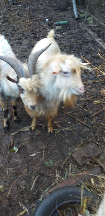 Vând 2 țapi de 2 ani