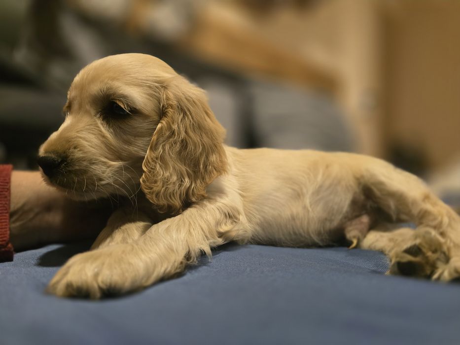 Кокер шпаньол кученца