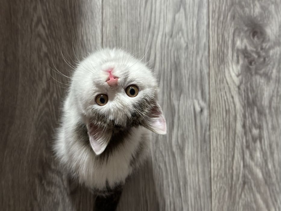 Красивый и особенный котенок