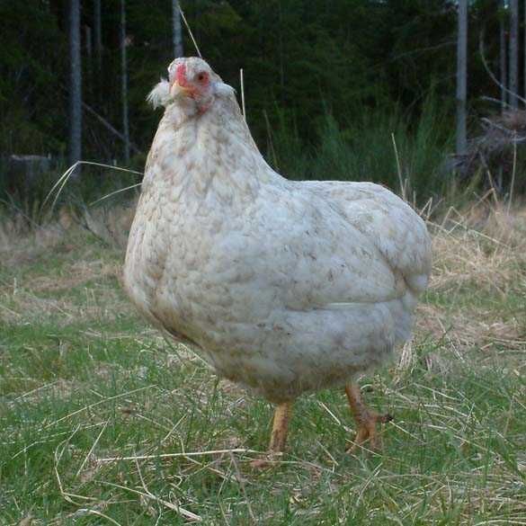 Oua araucana pentru incubat, familie găini araucana 2023, pui araucana