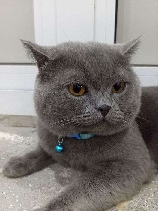 Britanskiy Mushuk sotiladi