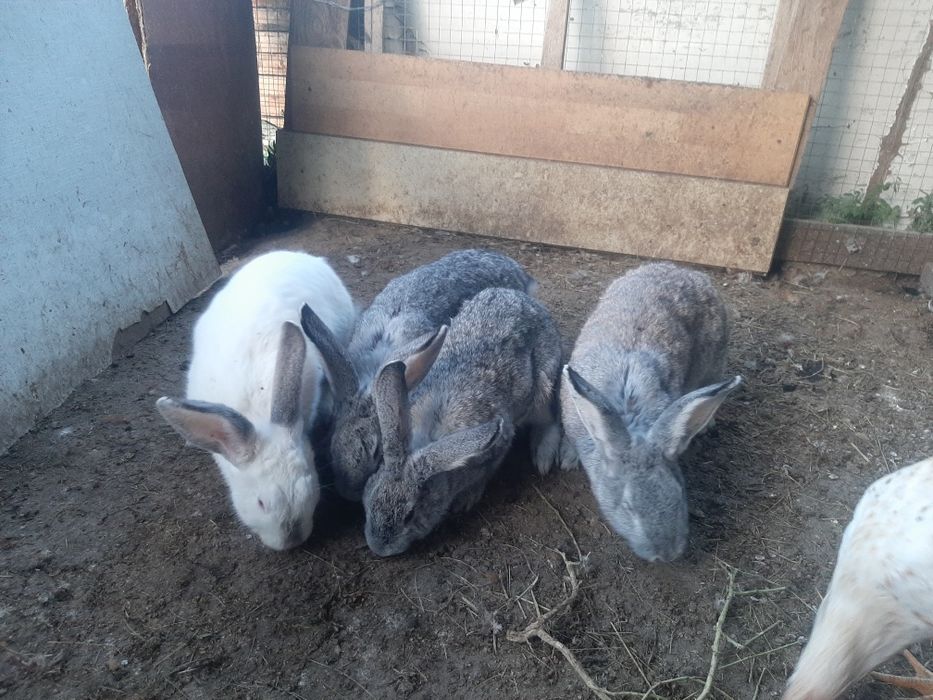 Кролики домашние