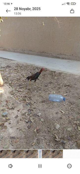 Joʻja xoʻroz dakan