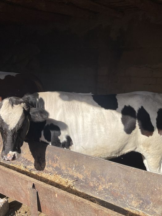 Gunojin sotiladi narxi 33 mln kelishadigan joyi bor