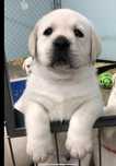 Labrador retriever femelă, 8 săptămâni, pedigree + microcip