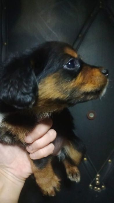 Отдам щенят в добрые руки