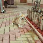 Cățeluș Corgi perfect. Vaccinat, pedigree, microcip, garanție.