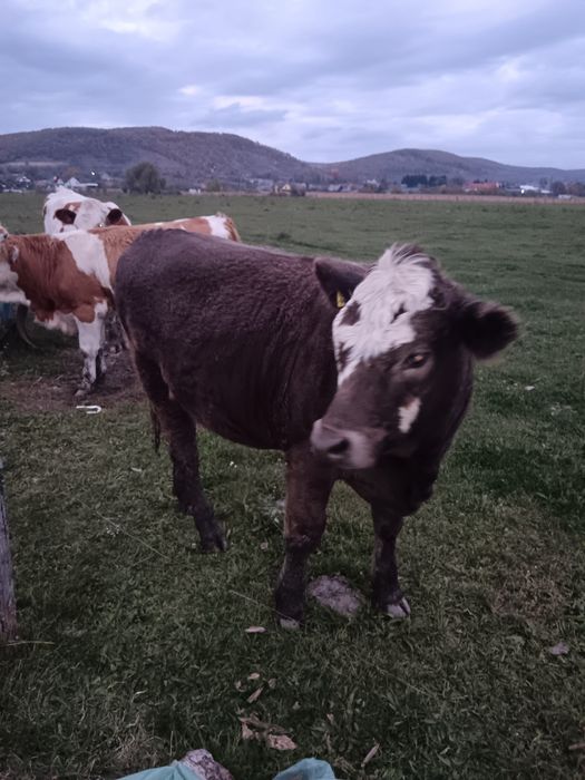 Vind juninci  baltate