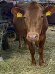 Vând vaca gestantă Angus