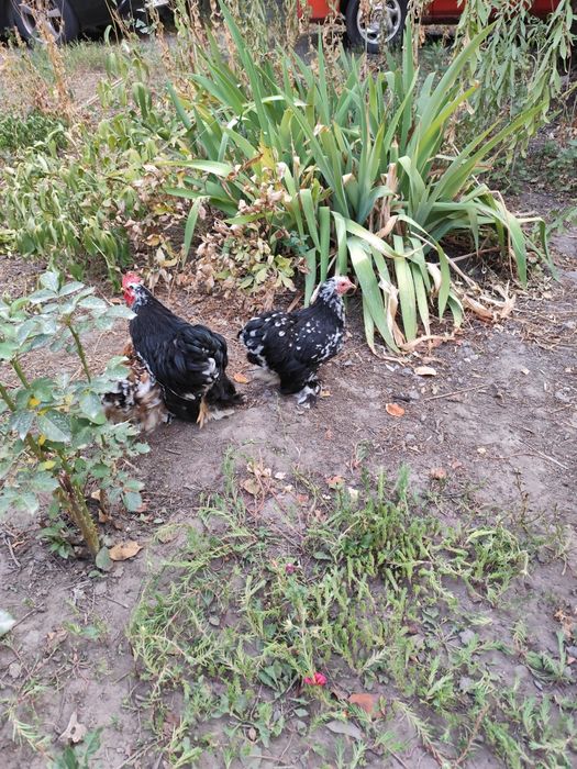 Карликовый кохинхин мраморный окрас 3+1