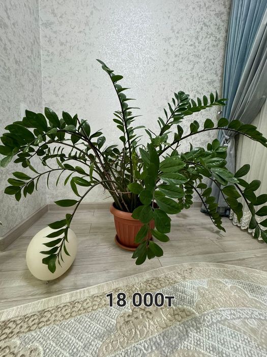 Продам цветы денежные дерева, фикус и т.д.