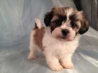 Bichon havanez 500 lei