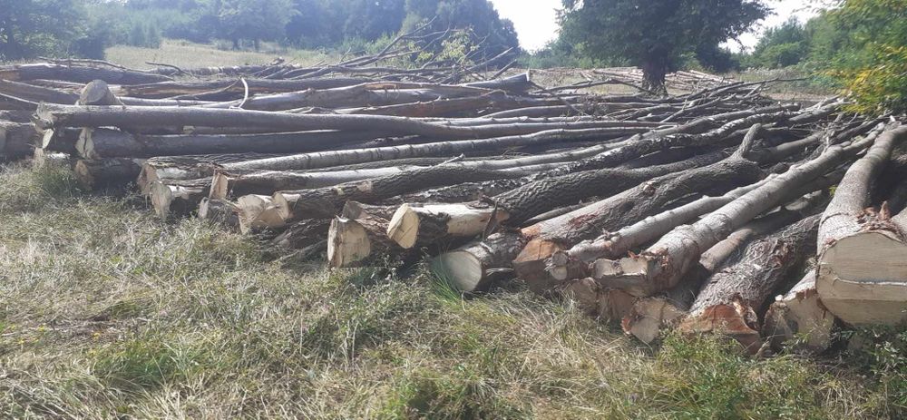 Lemne de foc la 320 metru eseță tare cu transport gratuit