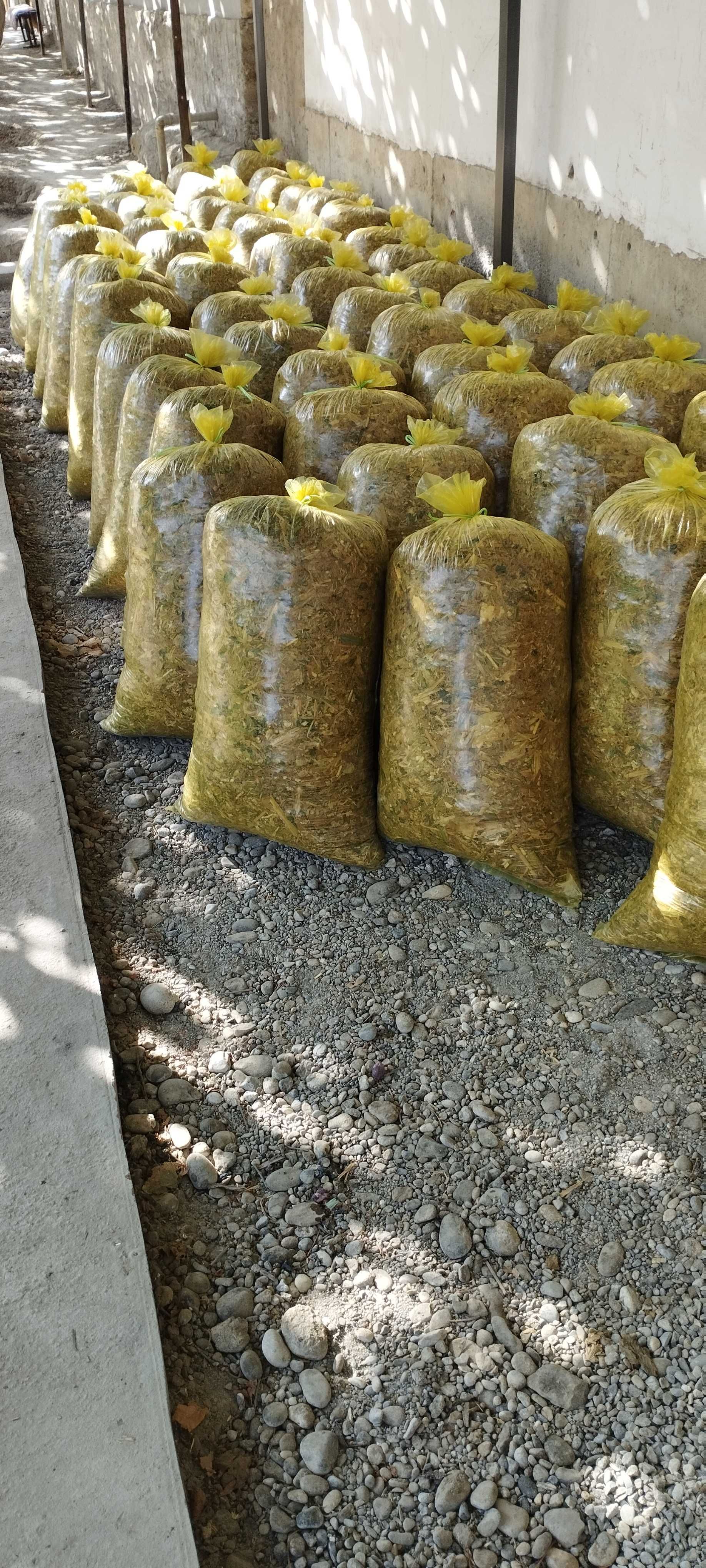 Makka silos donsiz