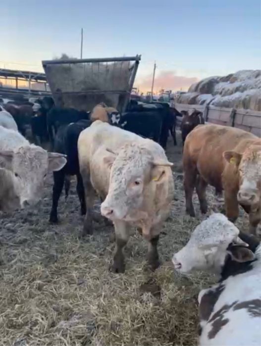 Продам быков живым весо