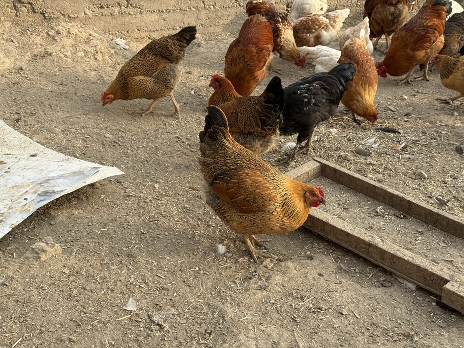 Кучинский юбилейный породасындагы тауыктар сатылады