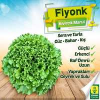 Rasad salata / Rasaduri de salata verde Shangore F1 si Fiyonk F1