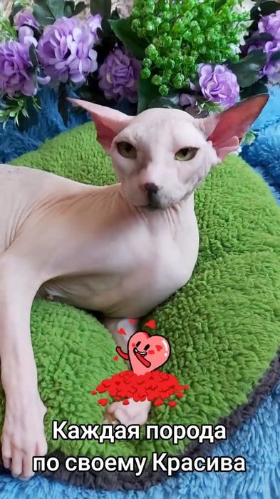 Лысая девочка - СФИНКС