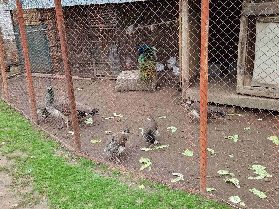 Продавам пауни..