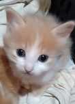 Срочно пристраиваются котята!Наступают холода,котятам нужен дом!Срочно