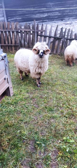 Vând o oaie și un berbec