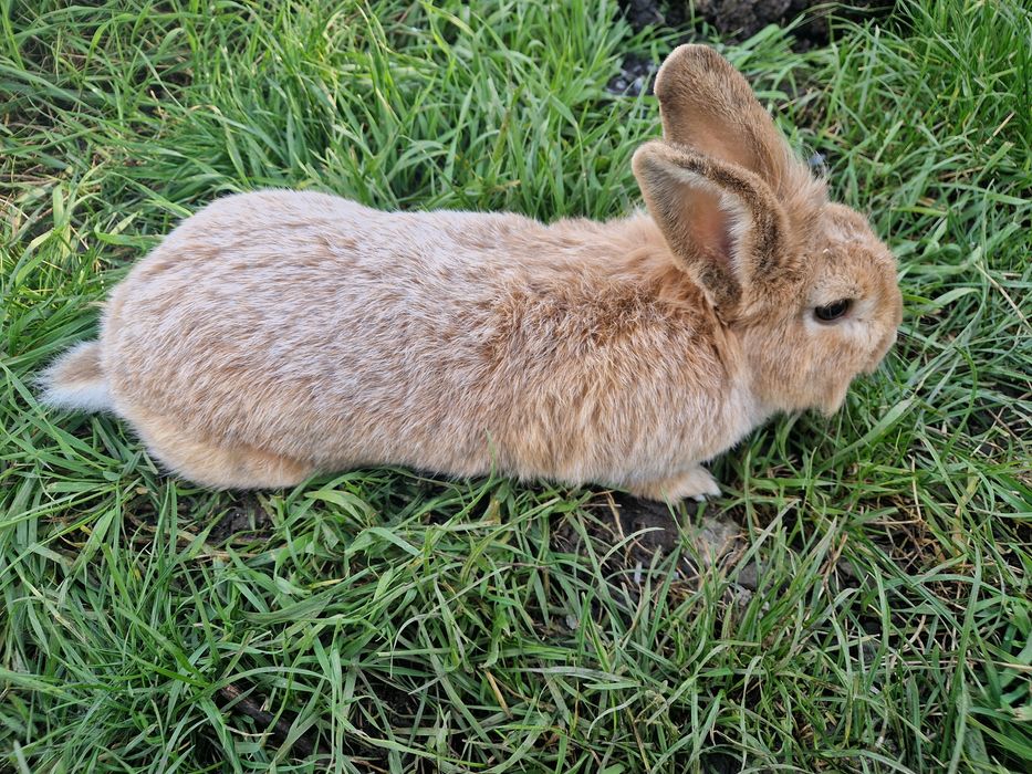 Vând 4 iepuri 3 masculi și o femela