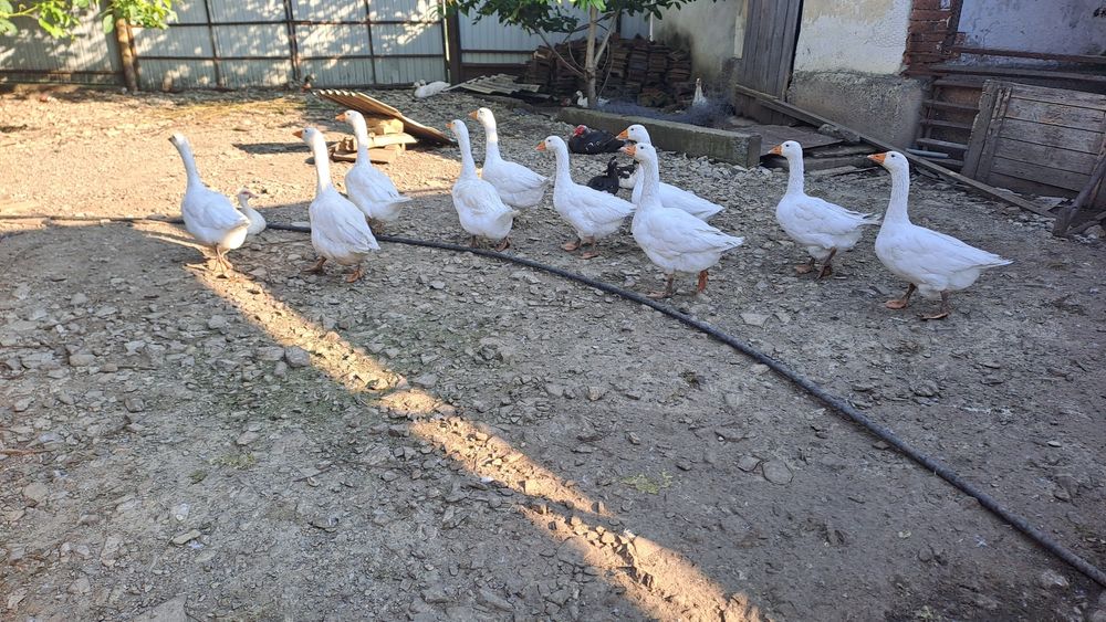 Curci, gâște și rate