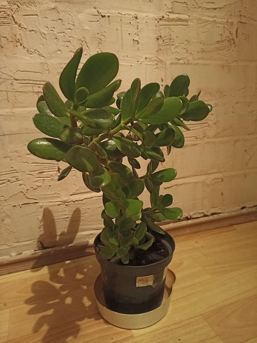 Продам денежное дерево