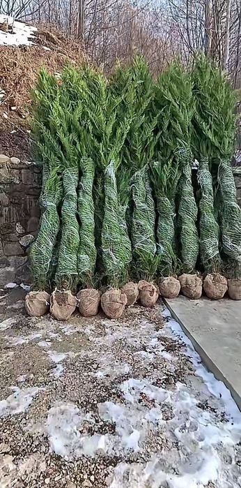 Leylandi gard viu veșnic verde