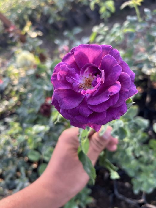 Atirgul kochatlari саженцы Розы