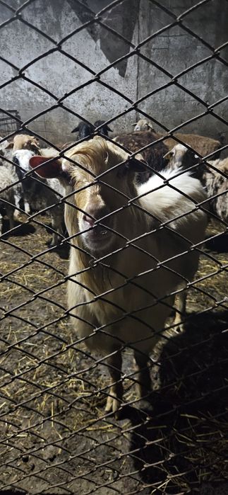 Продам козла породистый