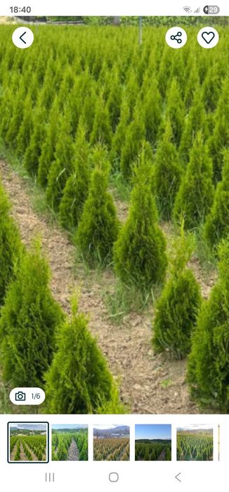 Tuia smaragd 1,60 m crescută natural