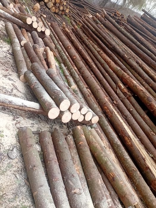 Vand lemne de brad uscate