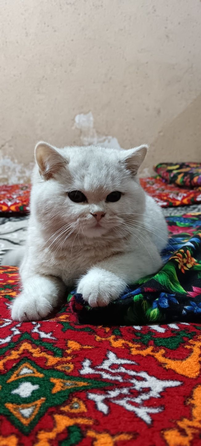 Британискый шиншилла