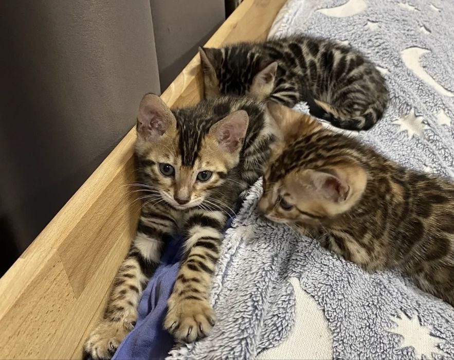 Продаётся бенгальские котята