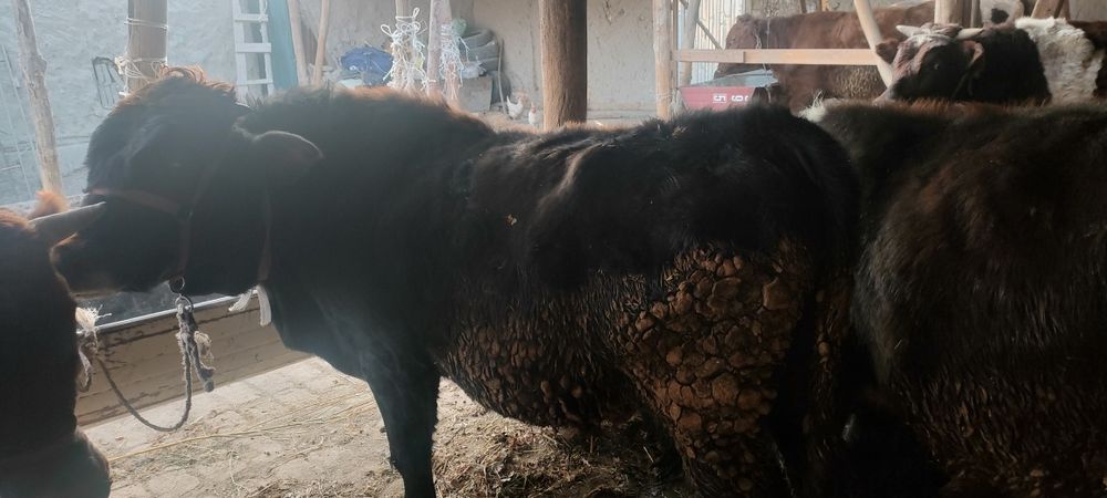 Боқиладиган местни буқалар сотилади