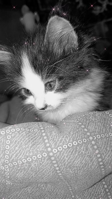 Котеночек- девочка