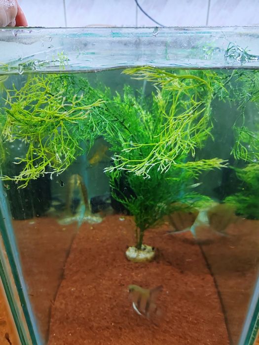 Planta artificiala de 70 cm înălțime cu greutate