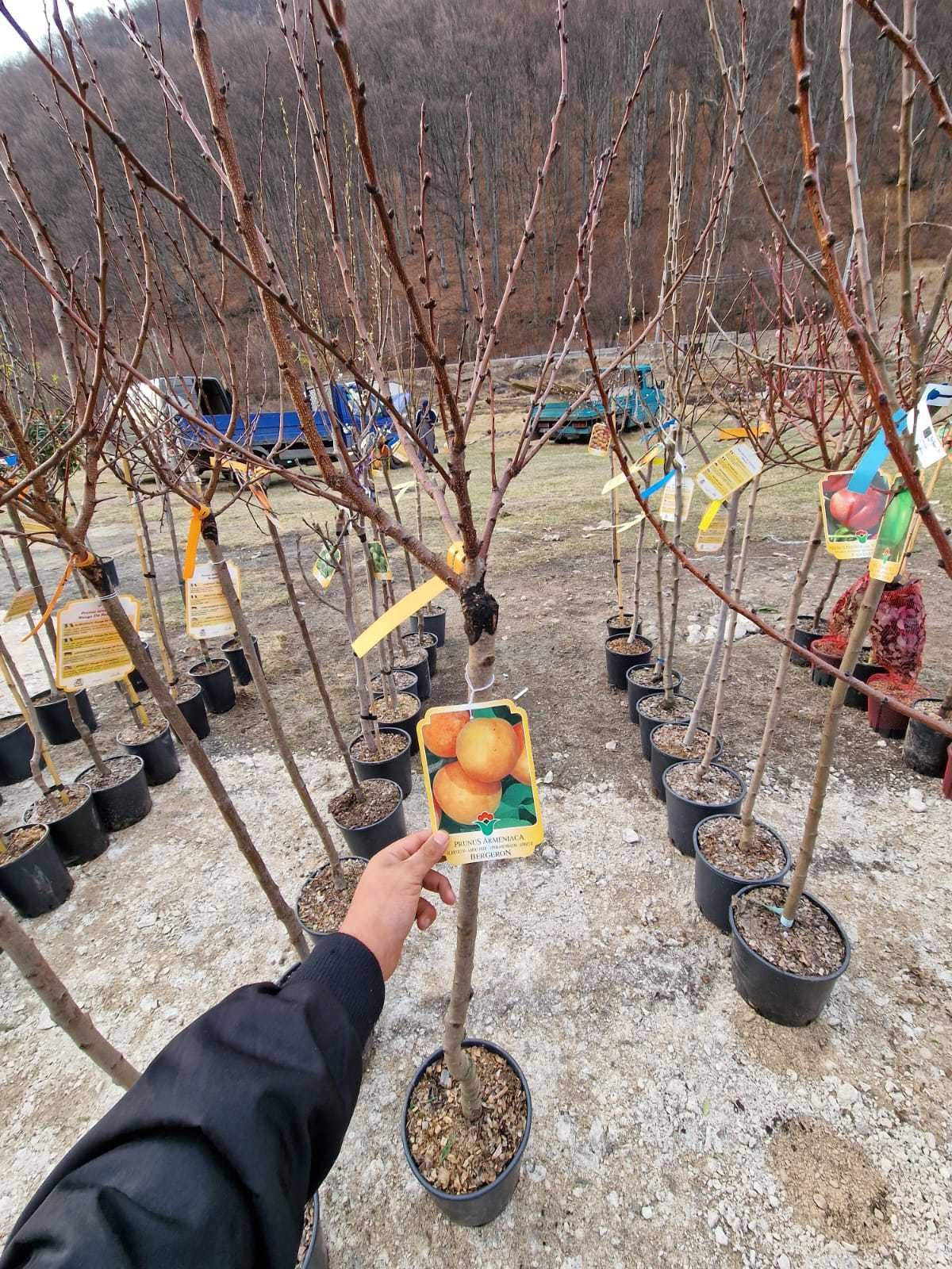 Cais (Prunus Armeniaca) Pomi fructiferi Pe rod in ghiveci