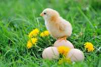 Инкубация всех видов яиц (Центральный инкубаторий г.Тараз)