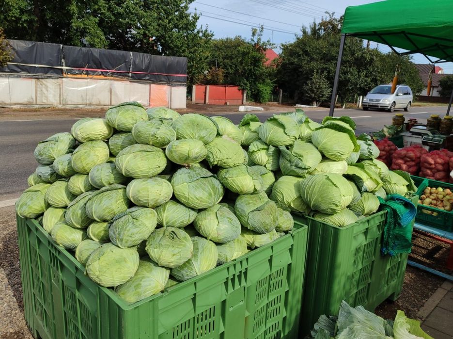 Varză pentru sarmale