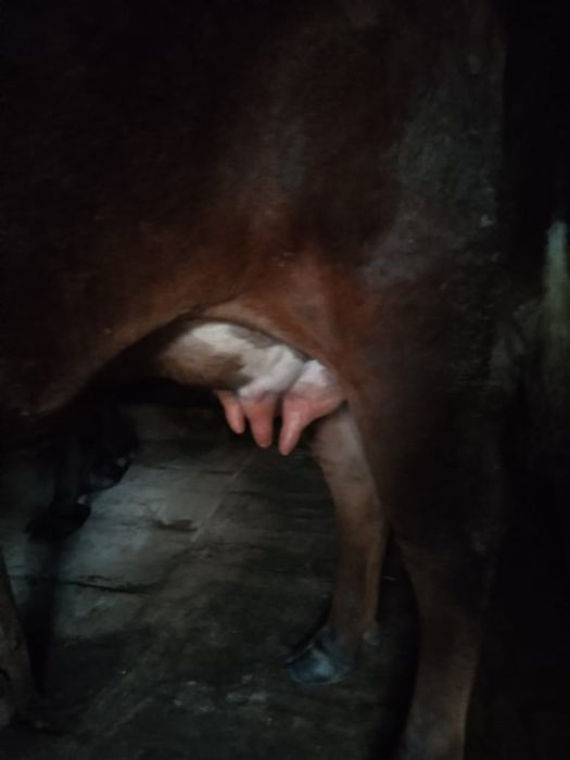 Продается первотёлка с телёнком