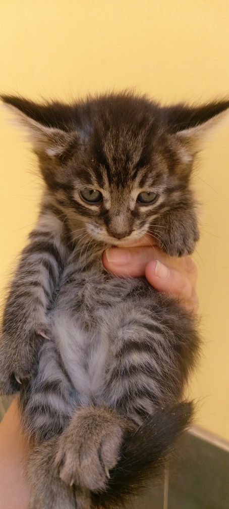 Котенки, мушукчалар